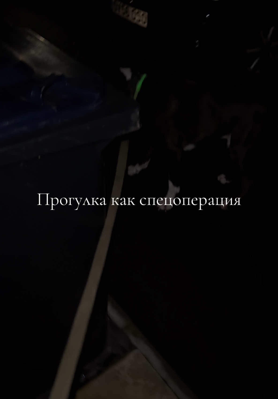 @wszystko🐁