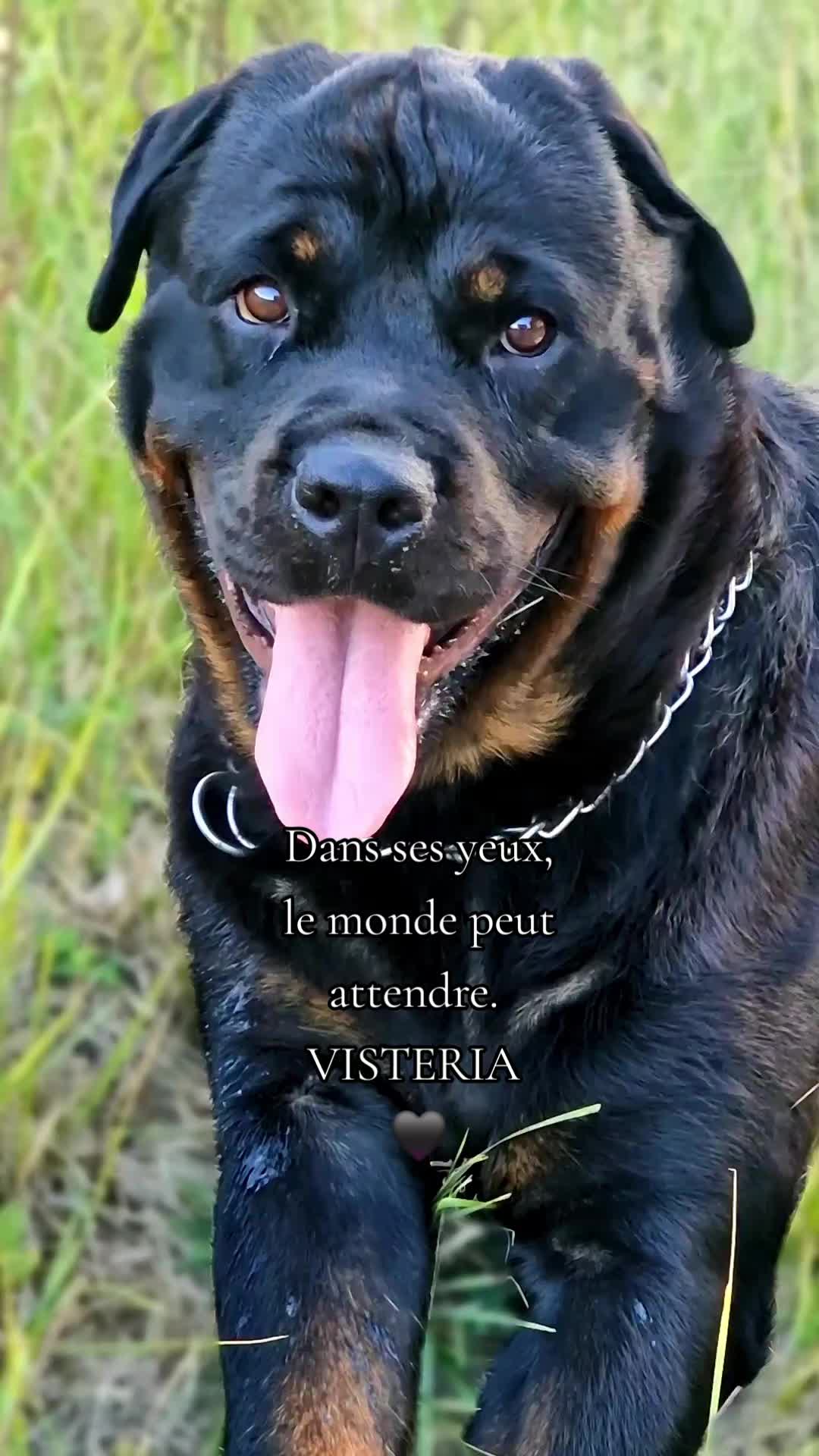 @Laetitia FACHETTi Rottweiler