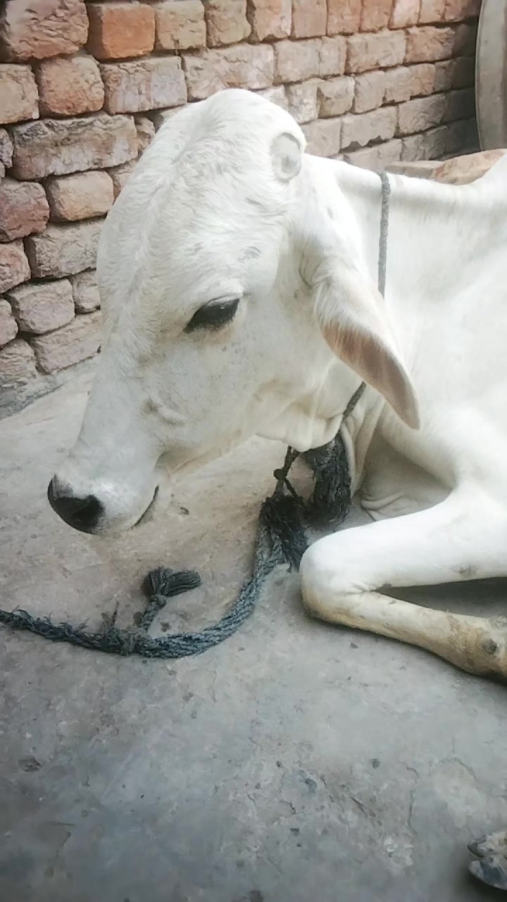 @Afzal khilji04