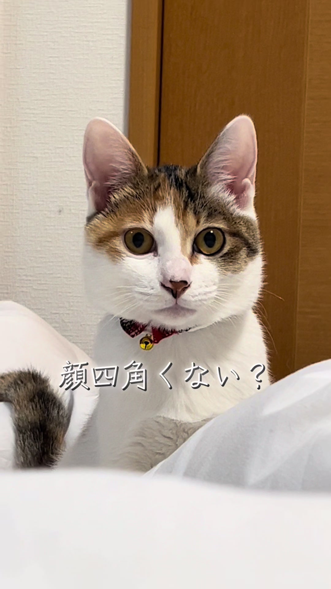 @ふくらんうみ🍶