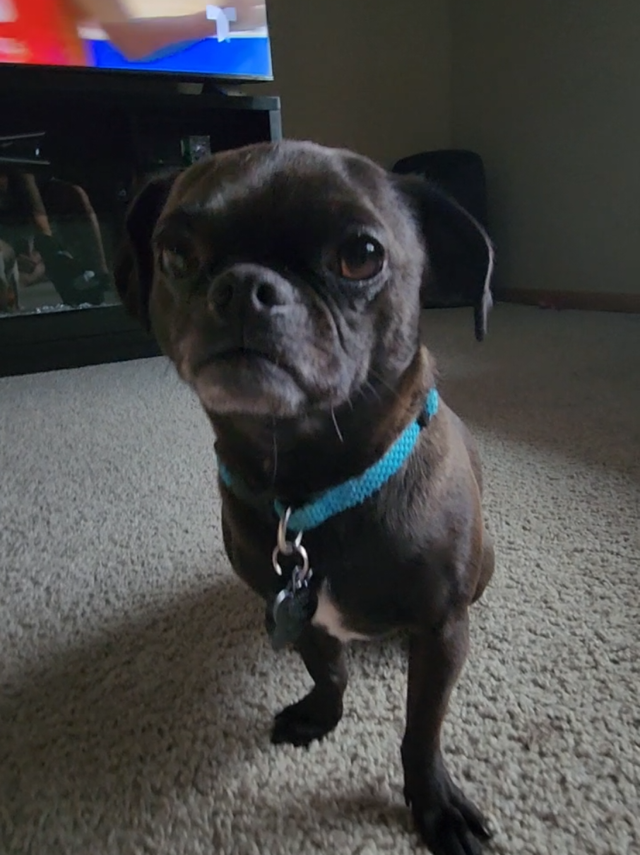 @chihuahuaxlovers