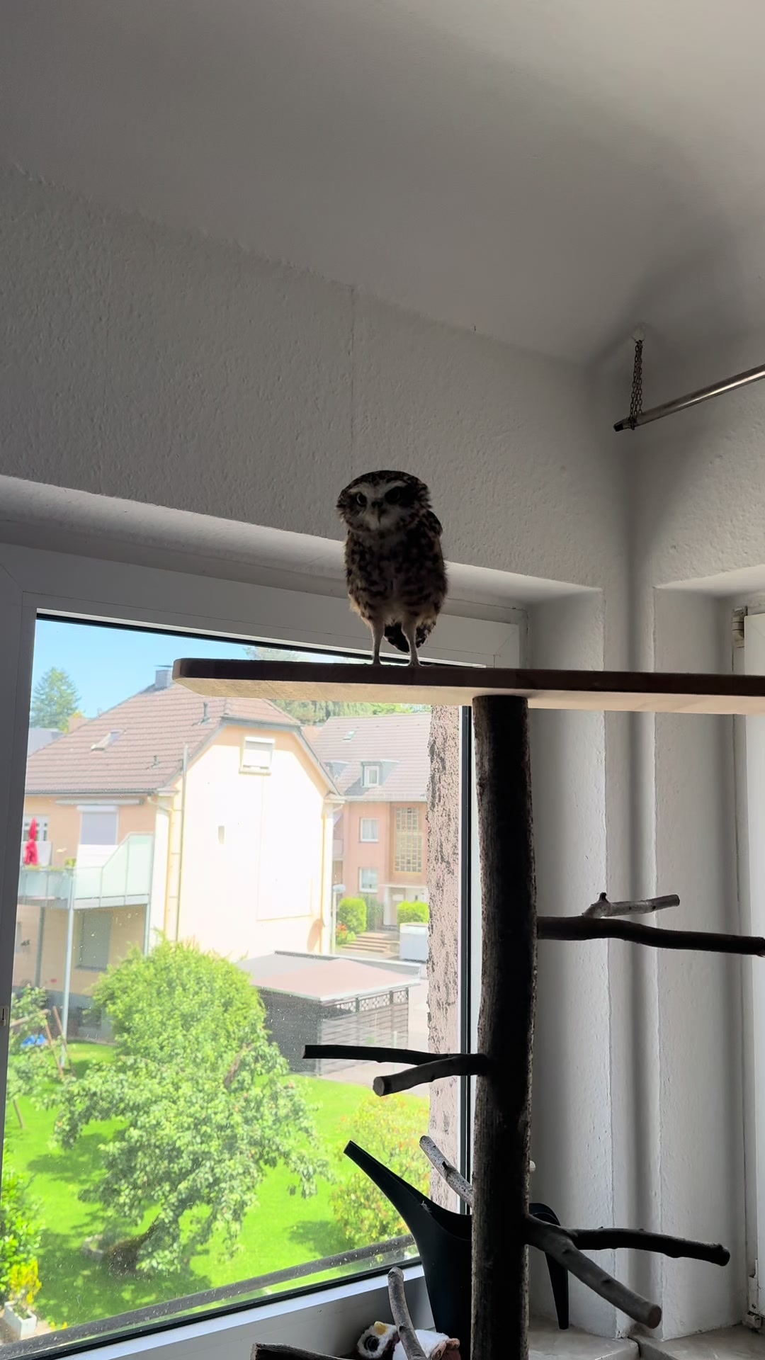 @Kreischhuhn Karma 🦉