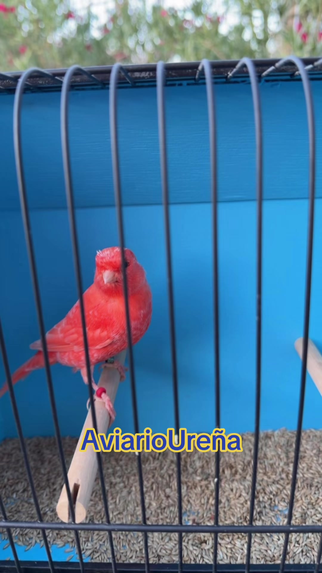 @AviarioUreña
