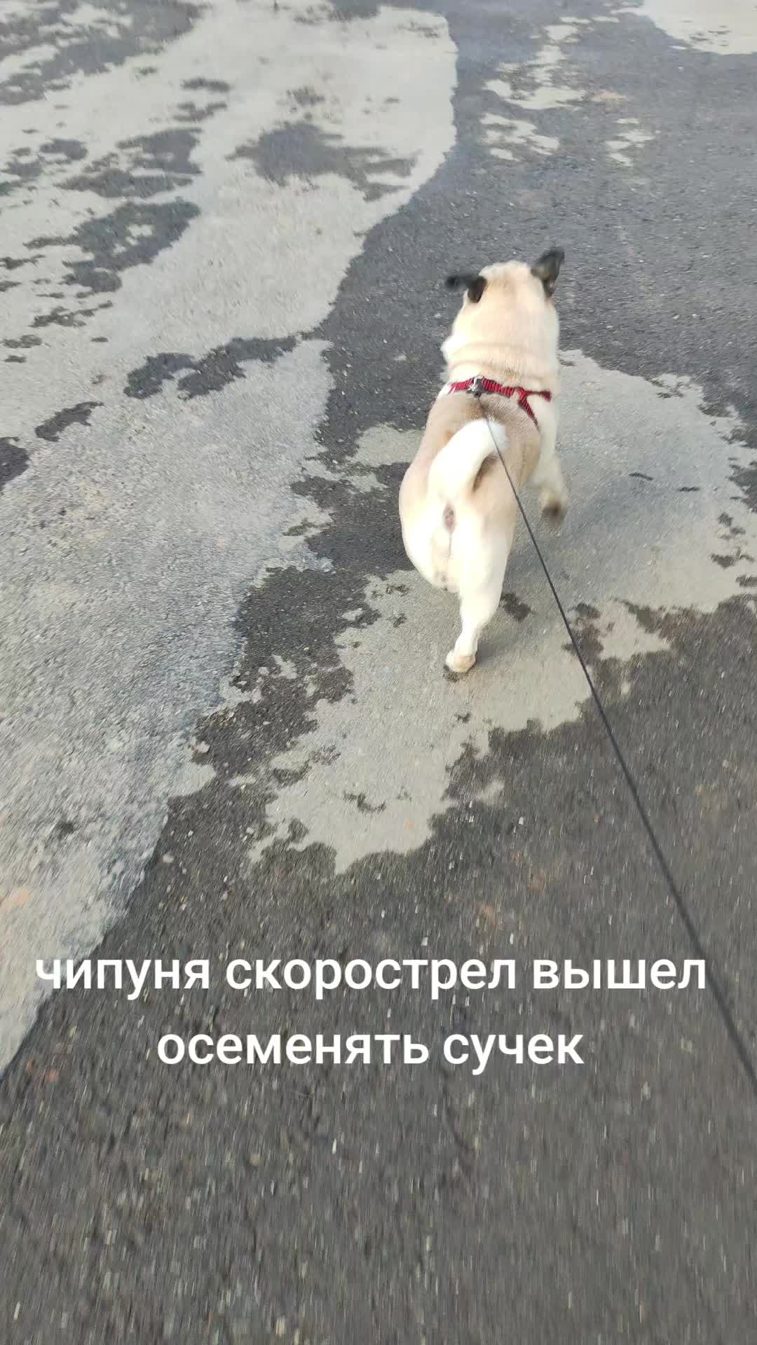 @ЧИПУНЕТСКИЙ👑