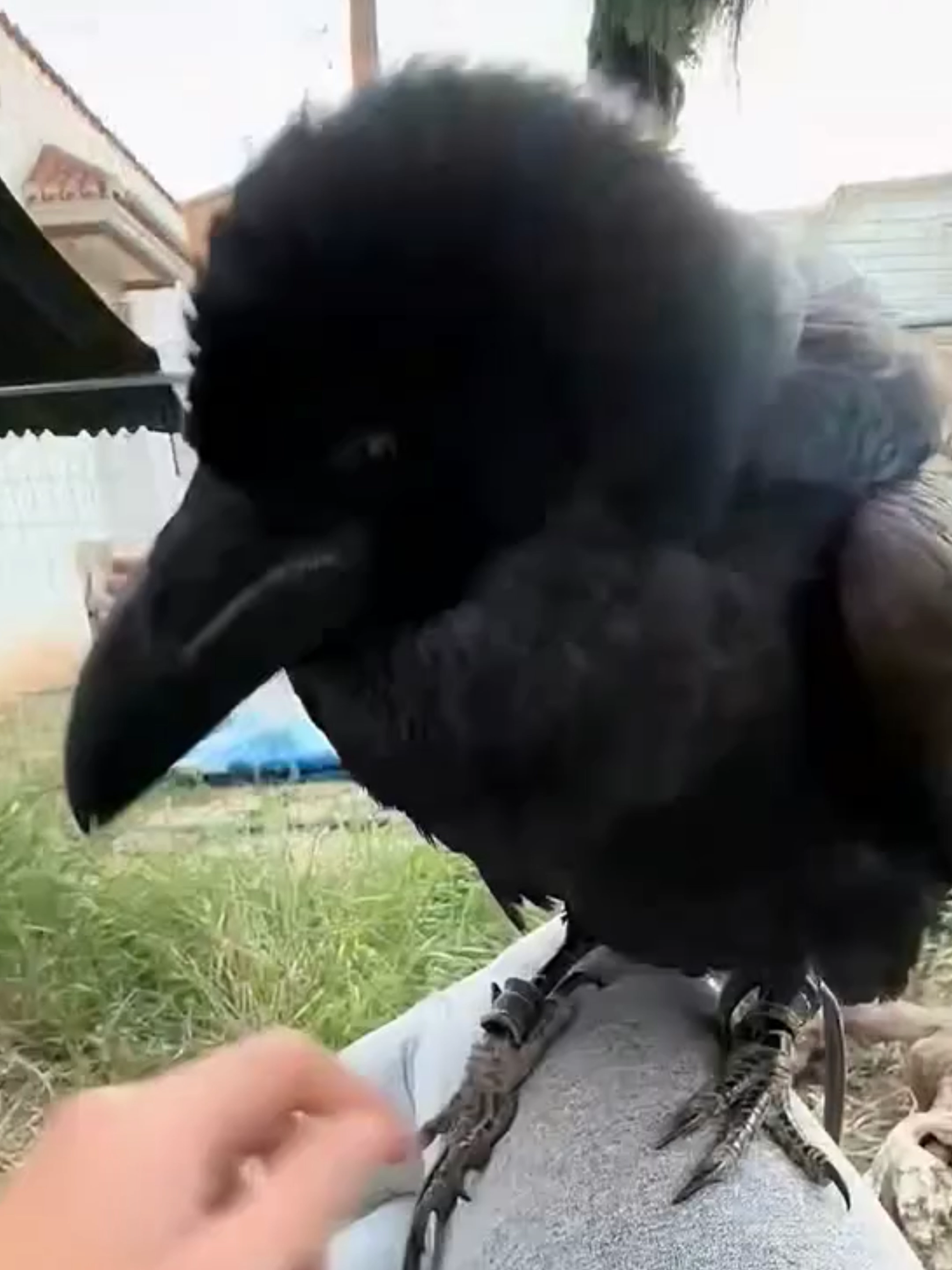 @Mundo dos Animais