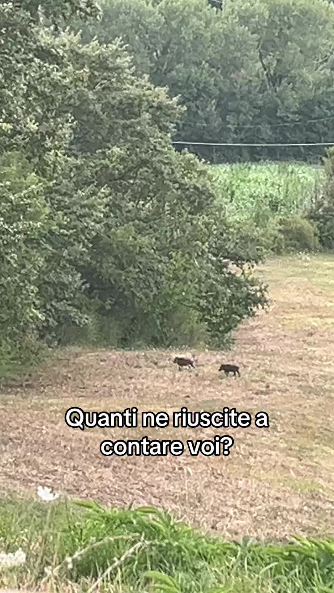 @Andrea D'Andrea