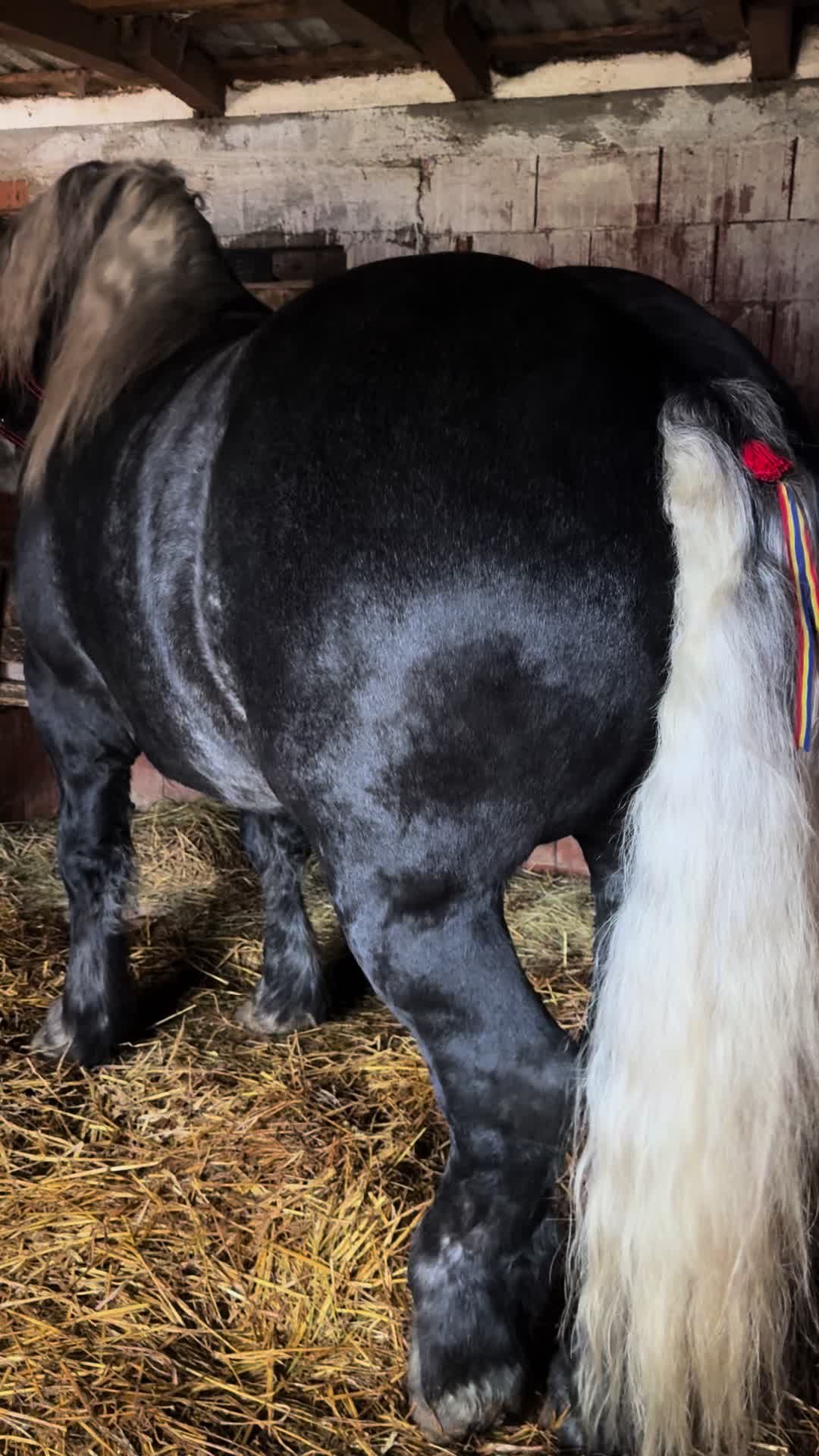 @🐴Spartanu🐴