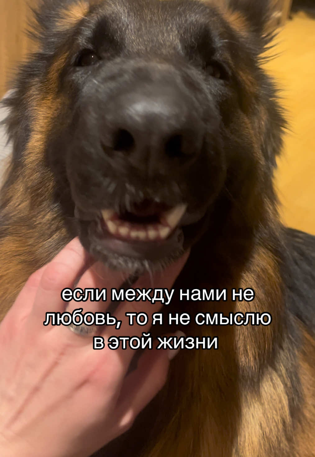 @за лапами