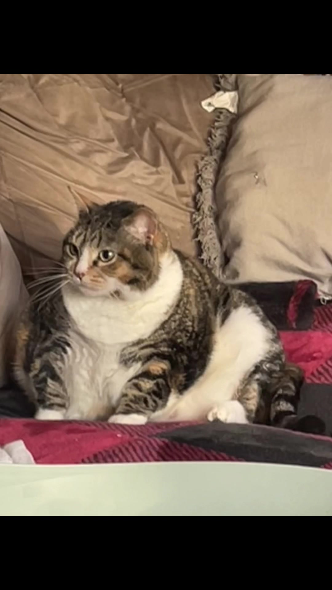 @𝒞𝒶𝒹ℯ𝓃𝒸ℯ