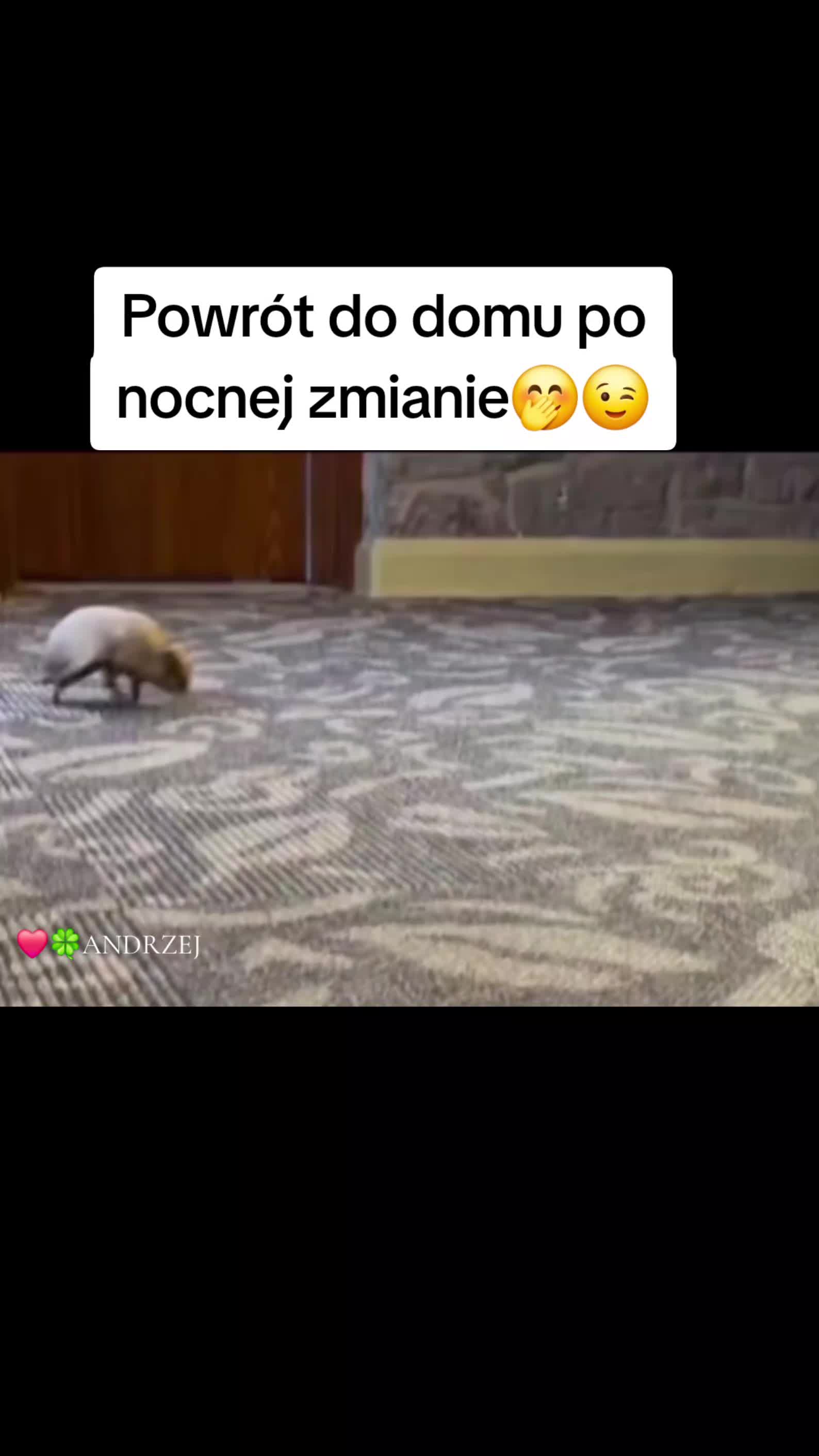 @❤️🍀ANDRZEJ