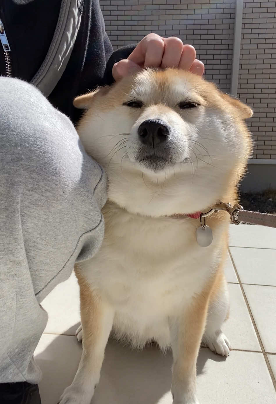 @こむぎといなり