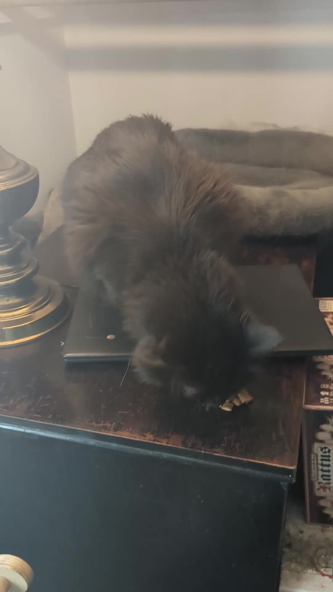 @some cats and their mama