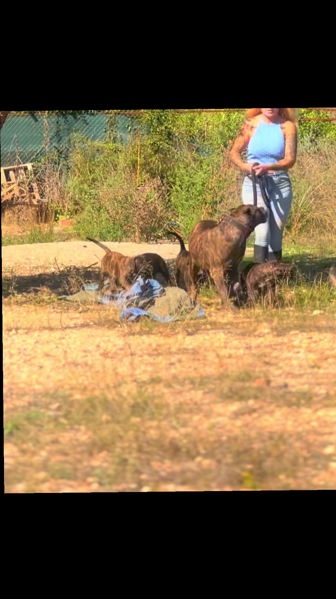 @Presacanario_bulldogfrances