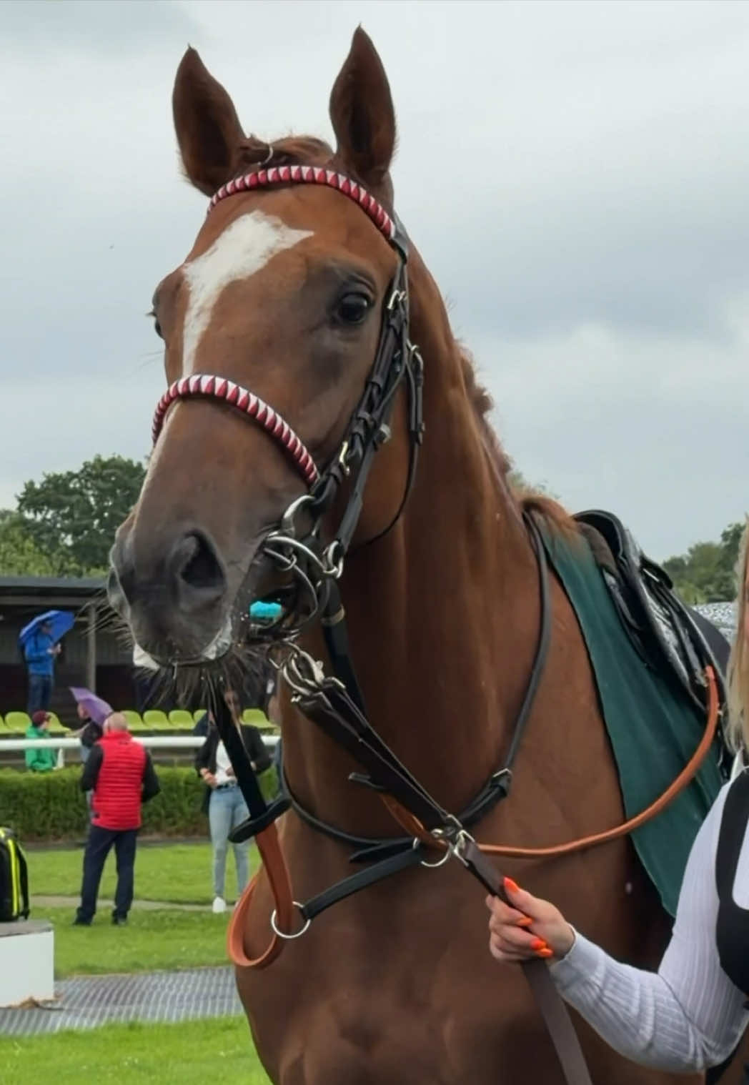 @Laura | German Horseracing