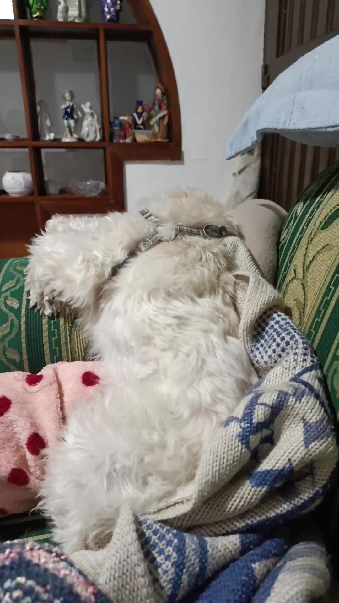 @💓🐶OTTO POLAR 🐶💓