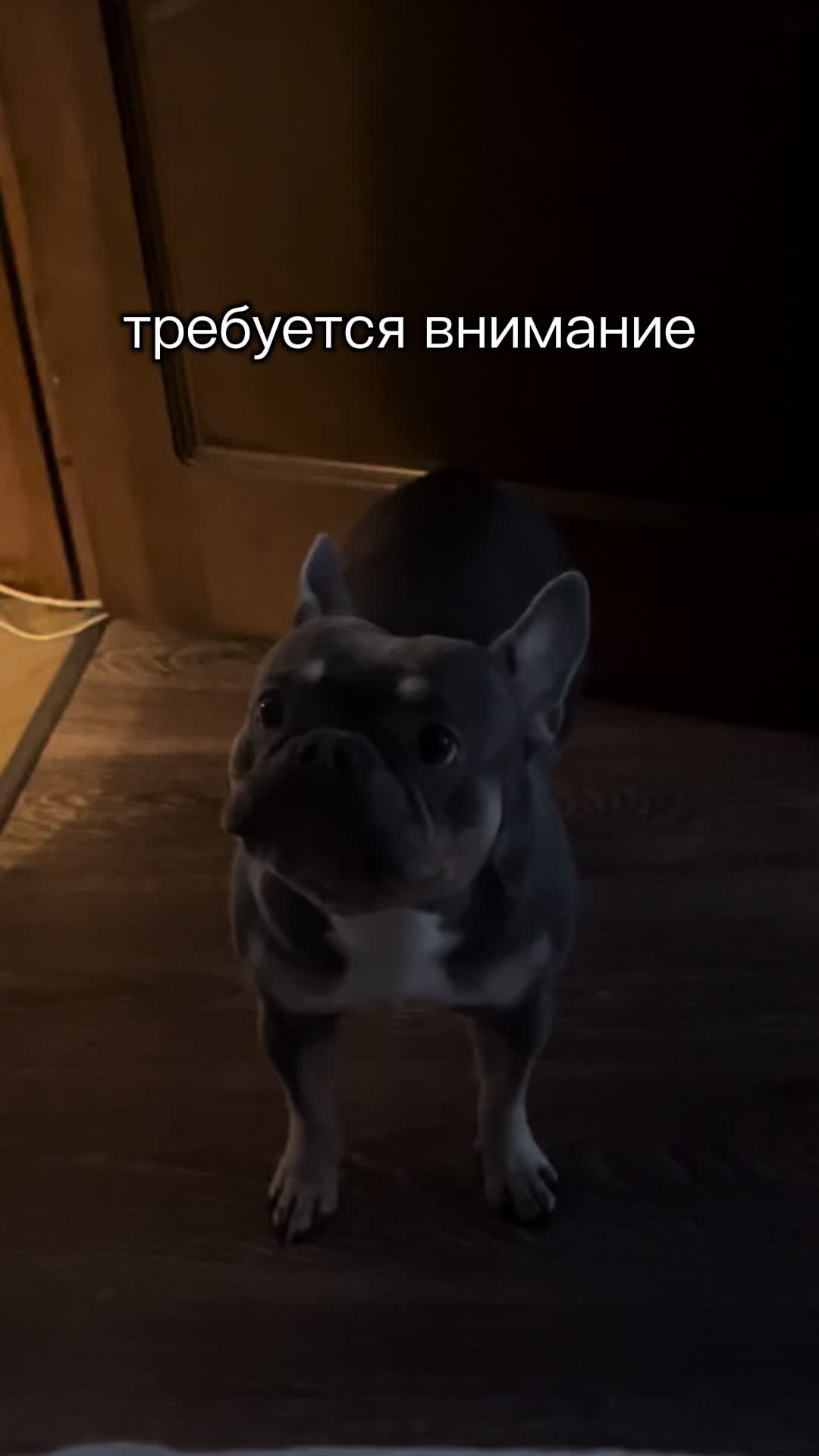 @ТГК: Бульдожкин Дом