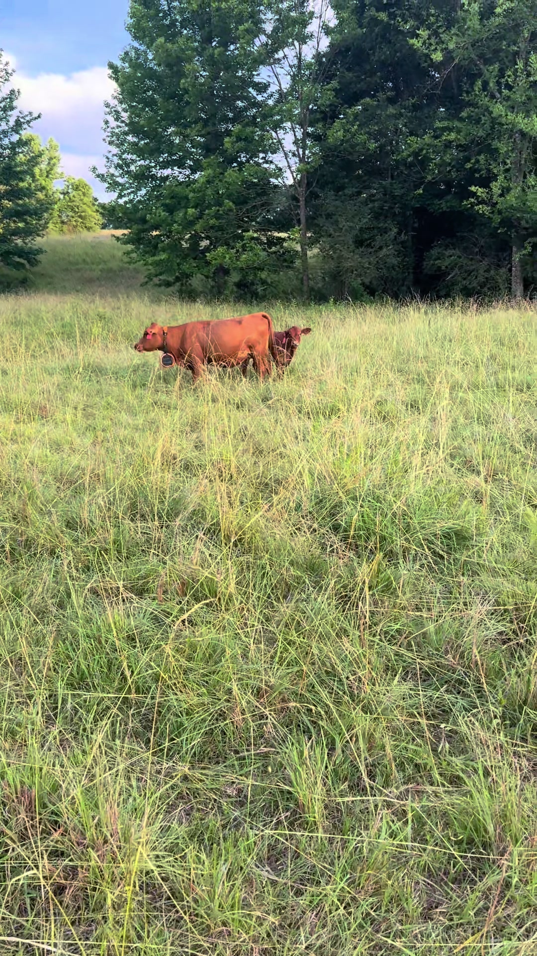 @Flat Rock Cattle Co