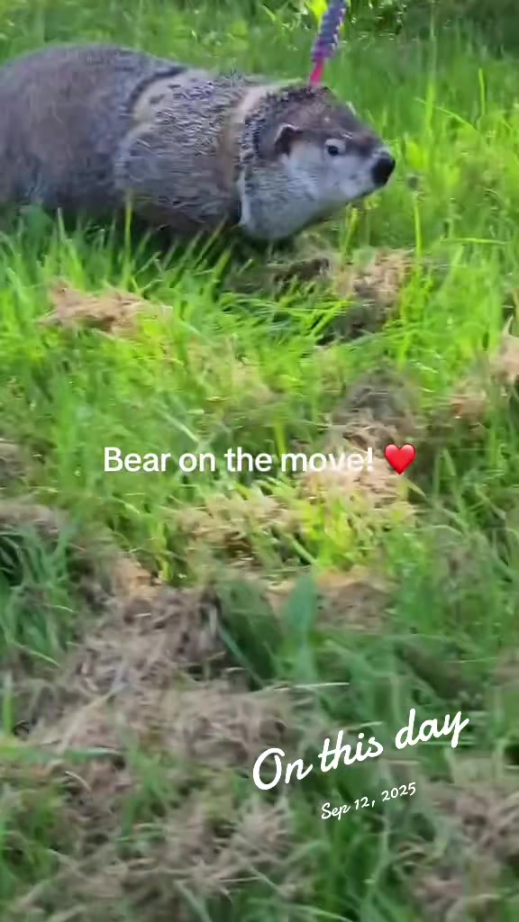 @Wilbur the Woodchuck