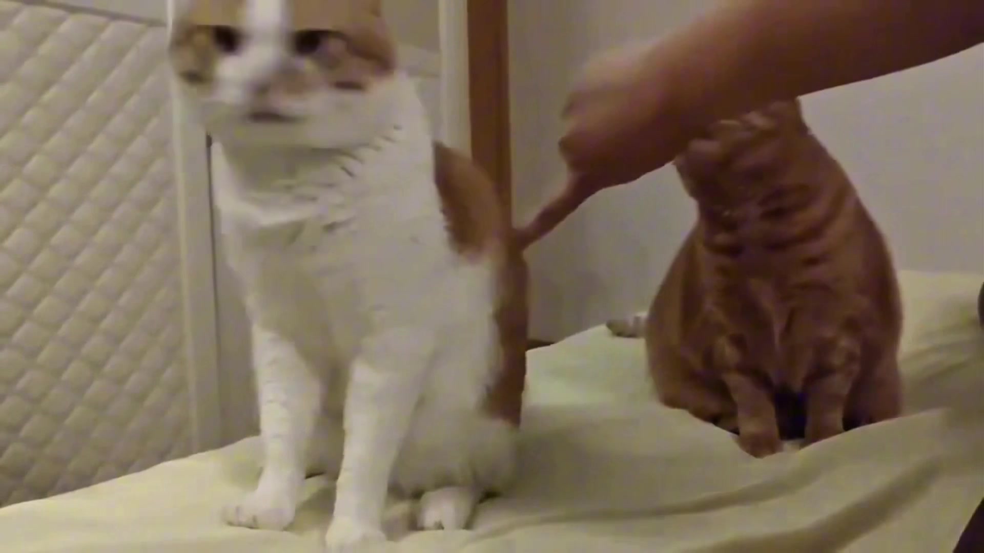 @dailycats03