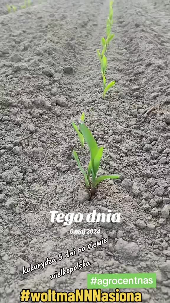 @WOLTMANNNASIONA