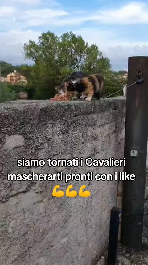 @ELETTRA BOLOGNIN