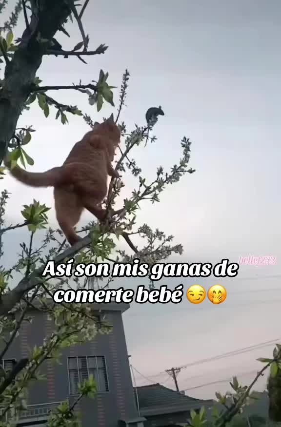 @Maxito🧃💙