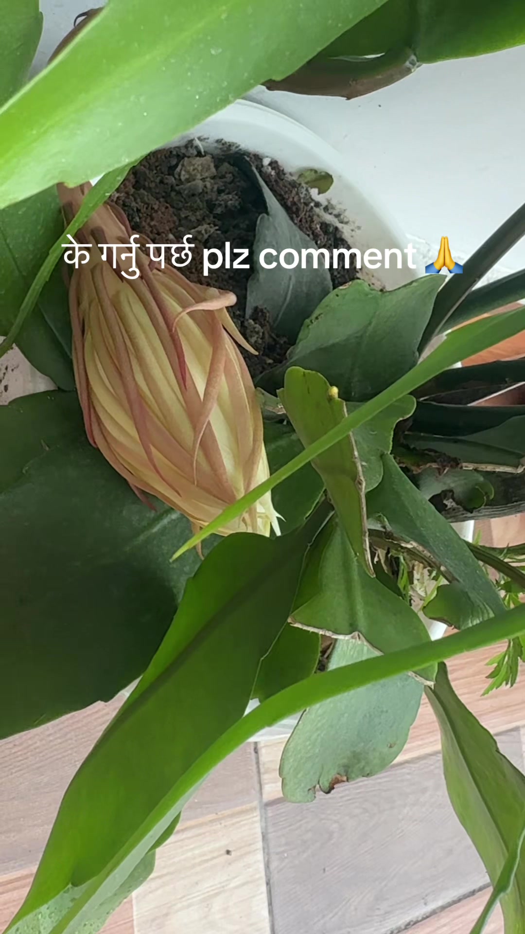 @Saru Adhikari 🧿