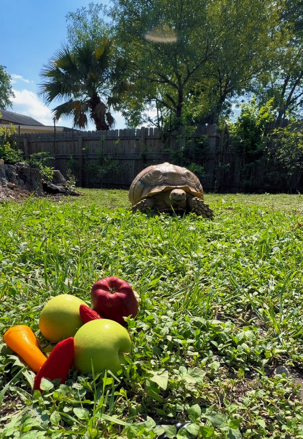 @OtisTheTortoise