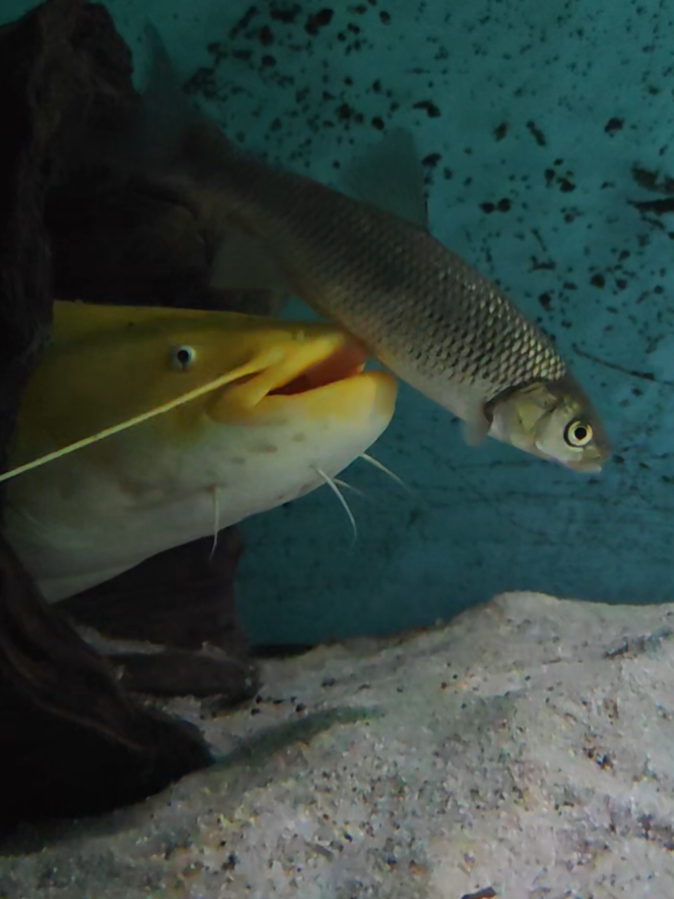 @predatoryfishtank