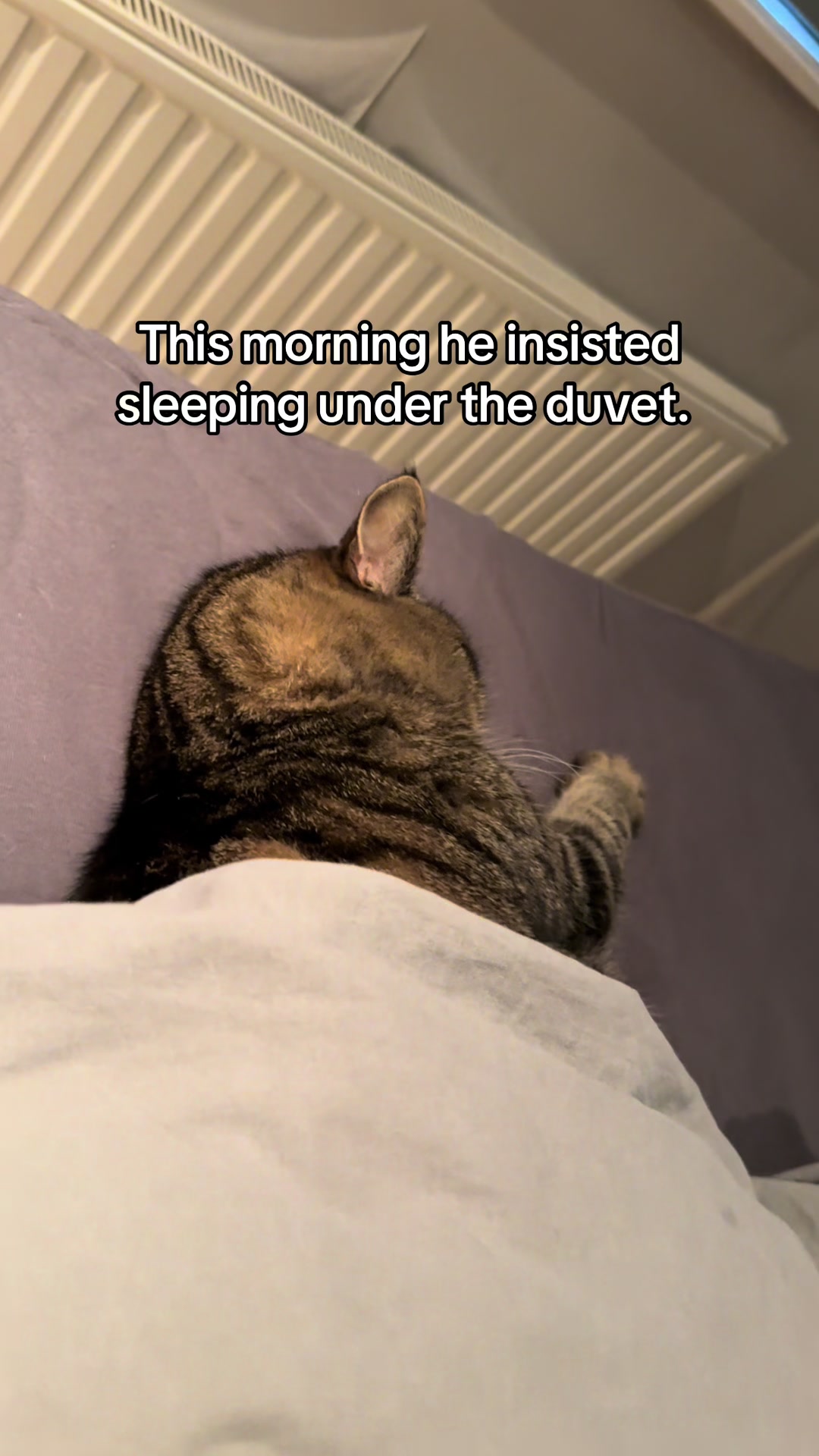@Joep_the_ rescuecat