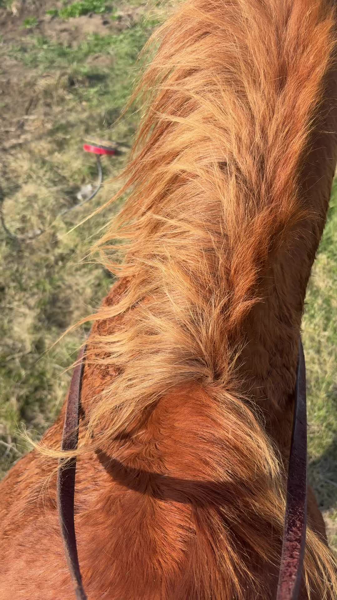 @That one horse girl
