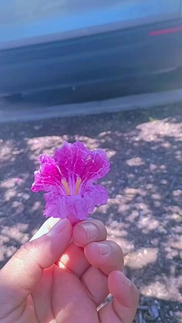 @👑🌿🥀