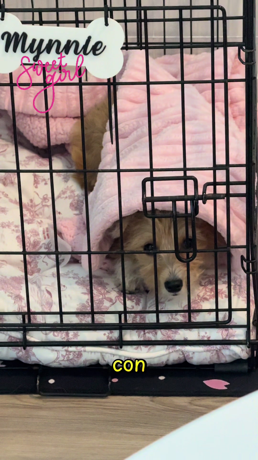 @Puppy Mynnie (Podlee + Cogi)