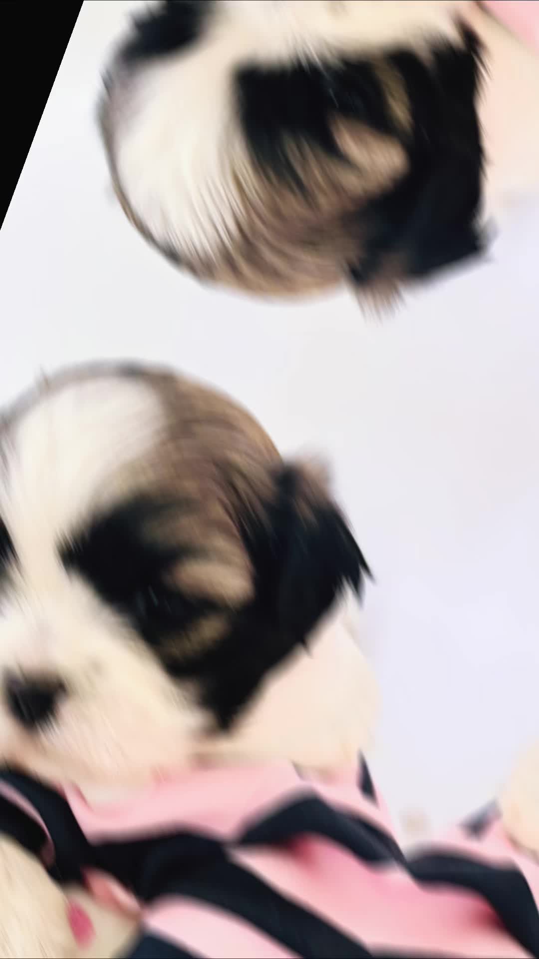 @SHIHTZU SOIRÉE