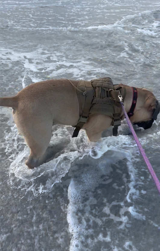 @Xander the Bullmastiff