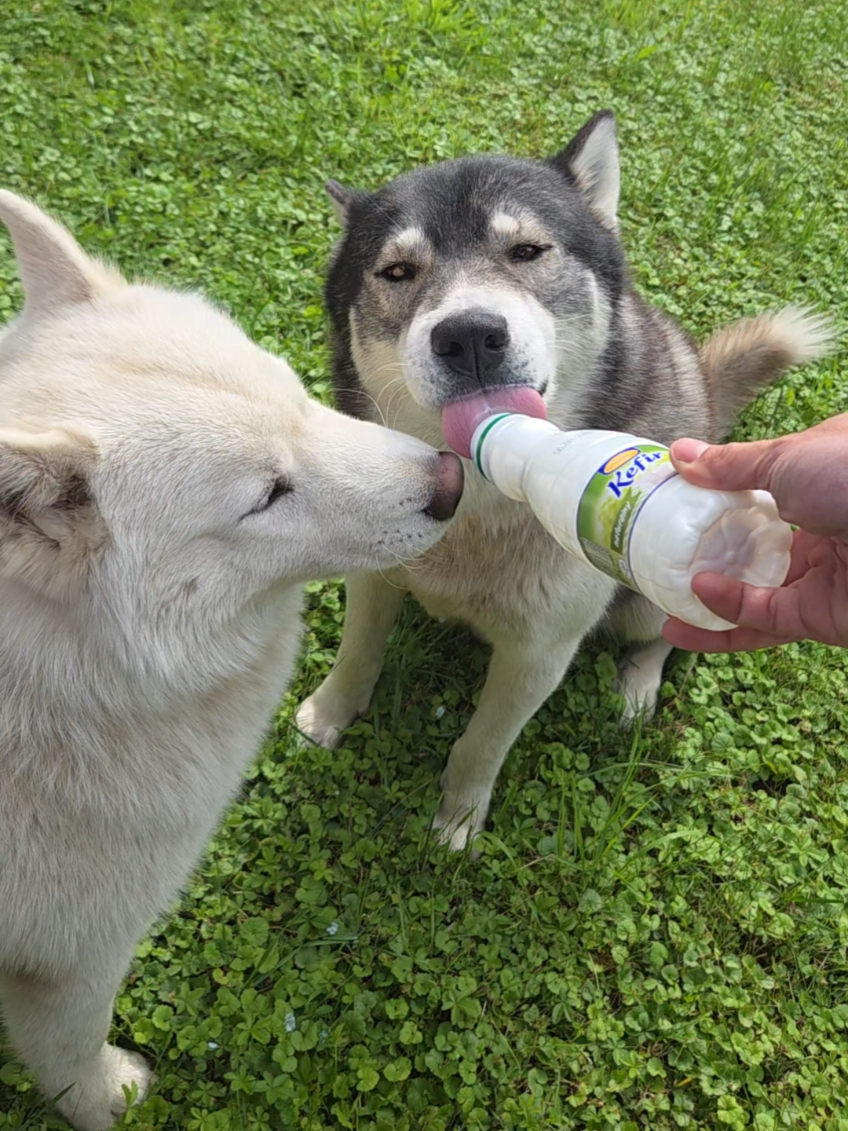 @husky.ananaski