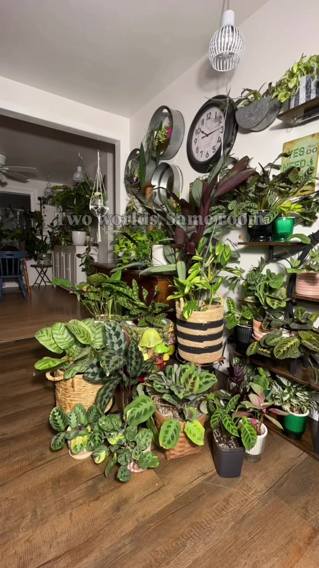 @Pothosiblyaboutplants