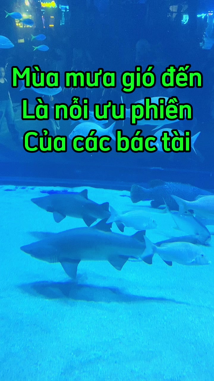 @Phụ kiện &ocirc; t&ocirc; Ho&agrave;ng B&aacute;ch