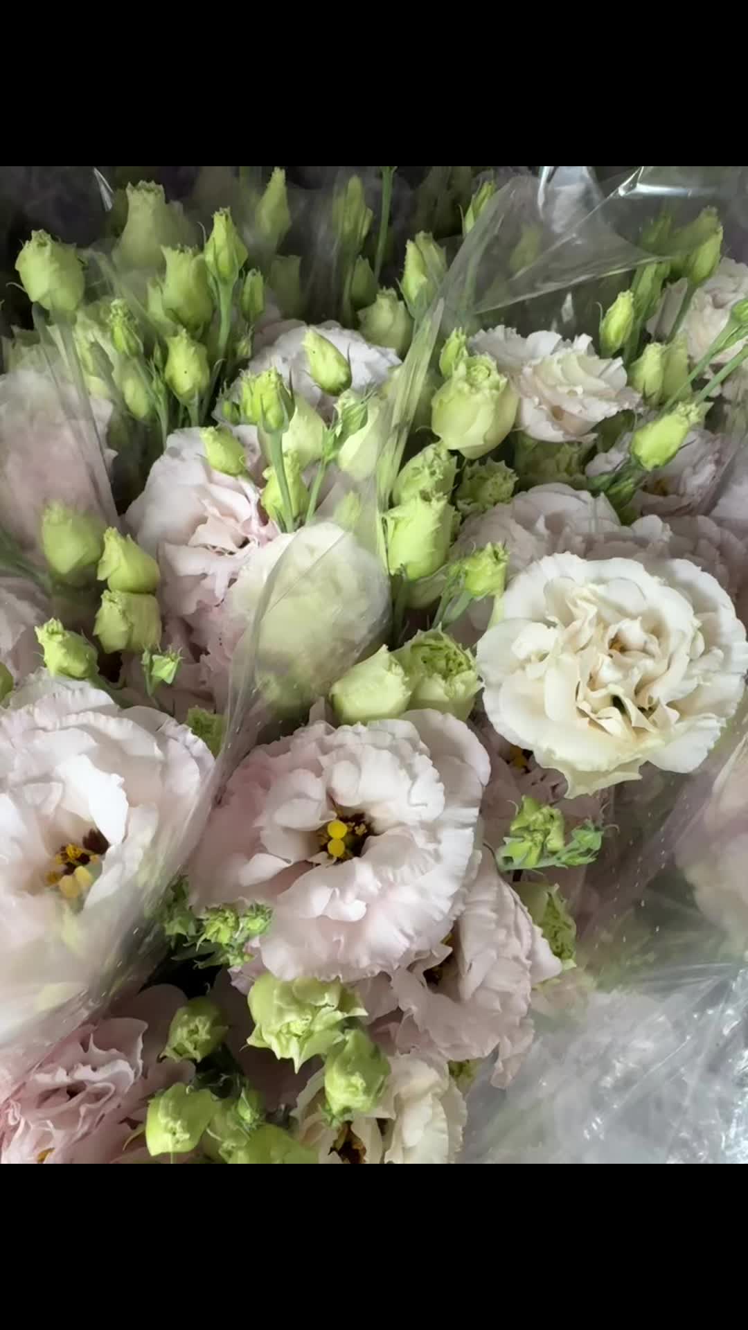 @Casconefiori