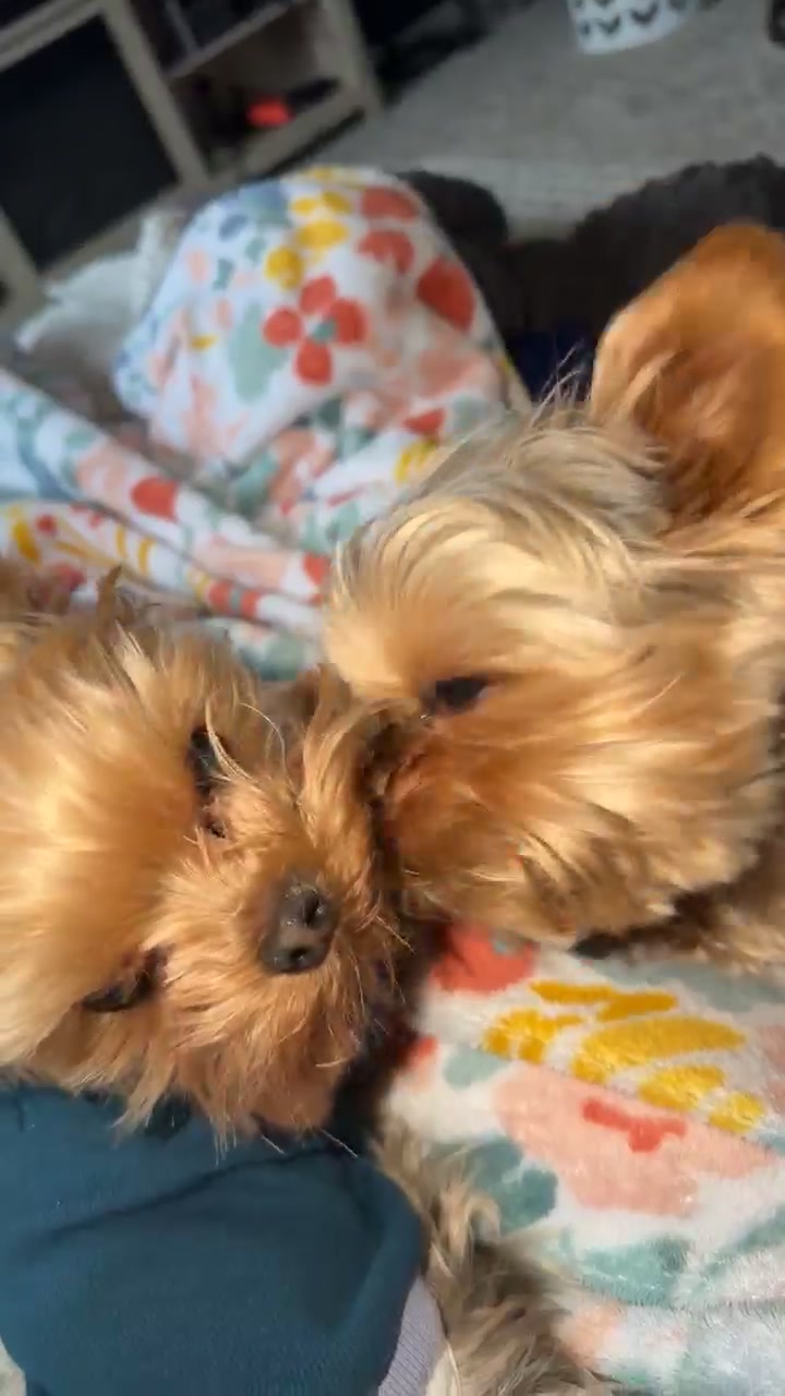 @Kimbrays Yorkies