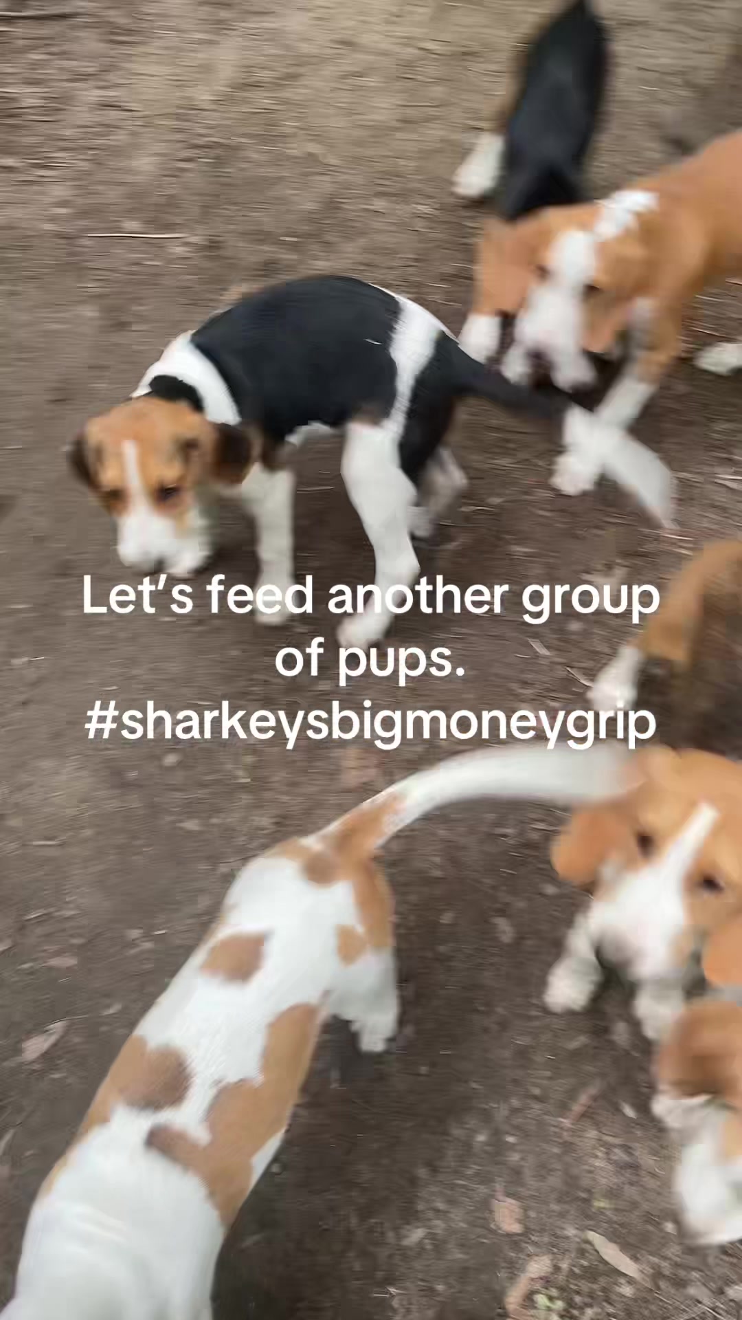 @3DeepKennels