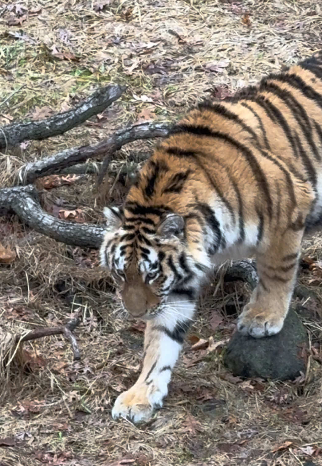 @Alaina🐅🪷