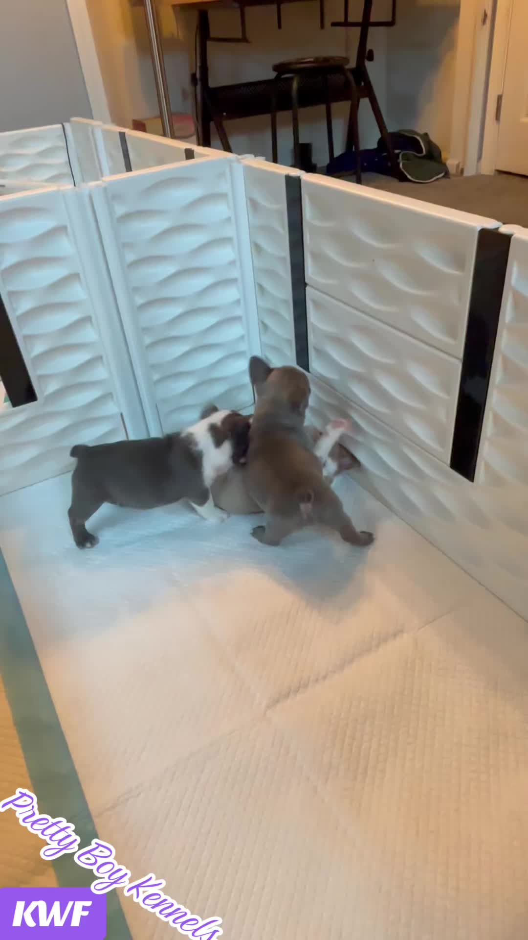@prettyboykennels
