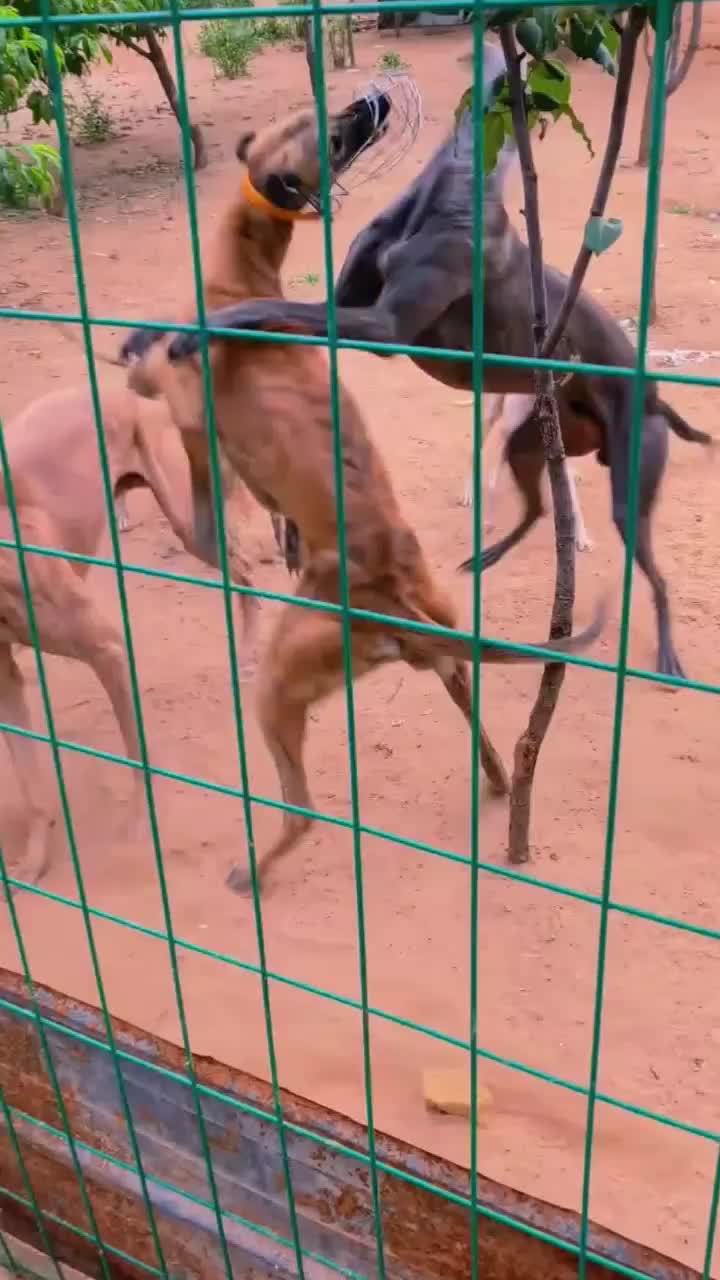 @Gₕₐₗₑₘ_Mₒₙₐcₒ🇪🇸🇪🇸