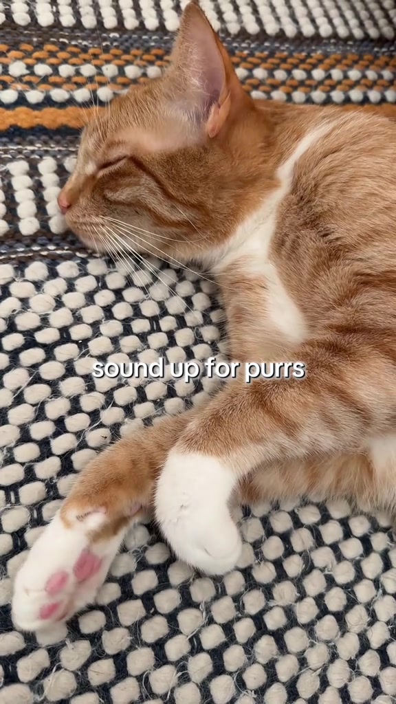 @furtastic4cats