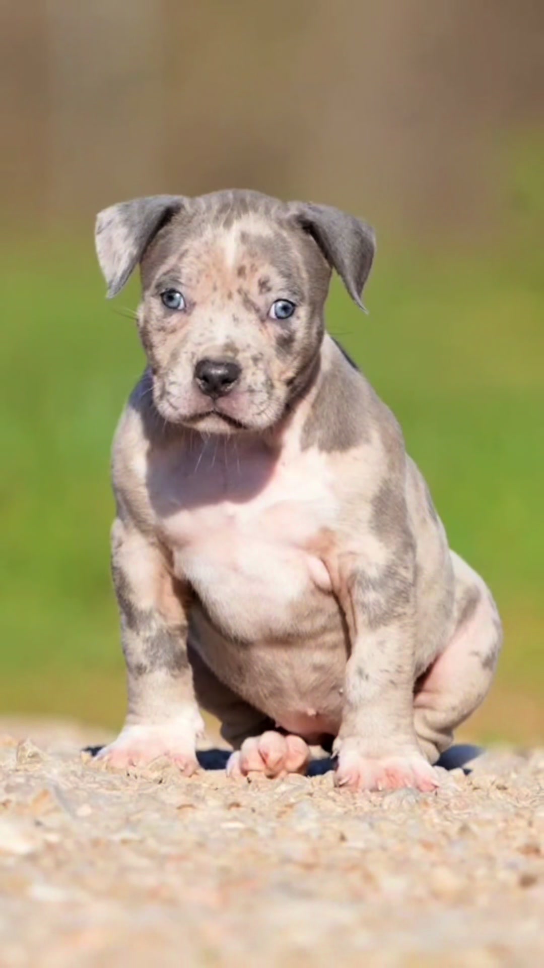 @DarkDynastyK9s