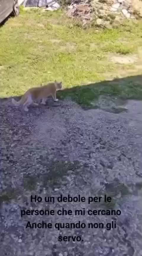 @ANIMALISTI DI FROSINONE