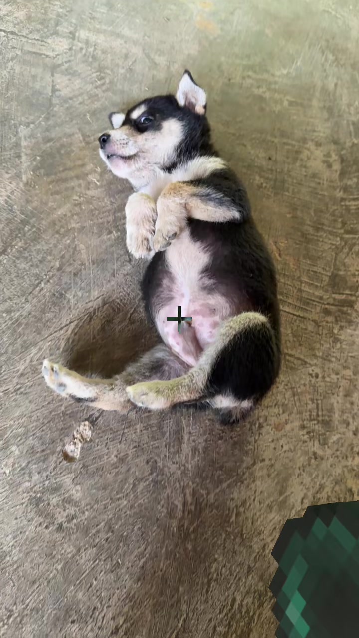 @Pet❤️🔥