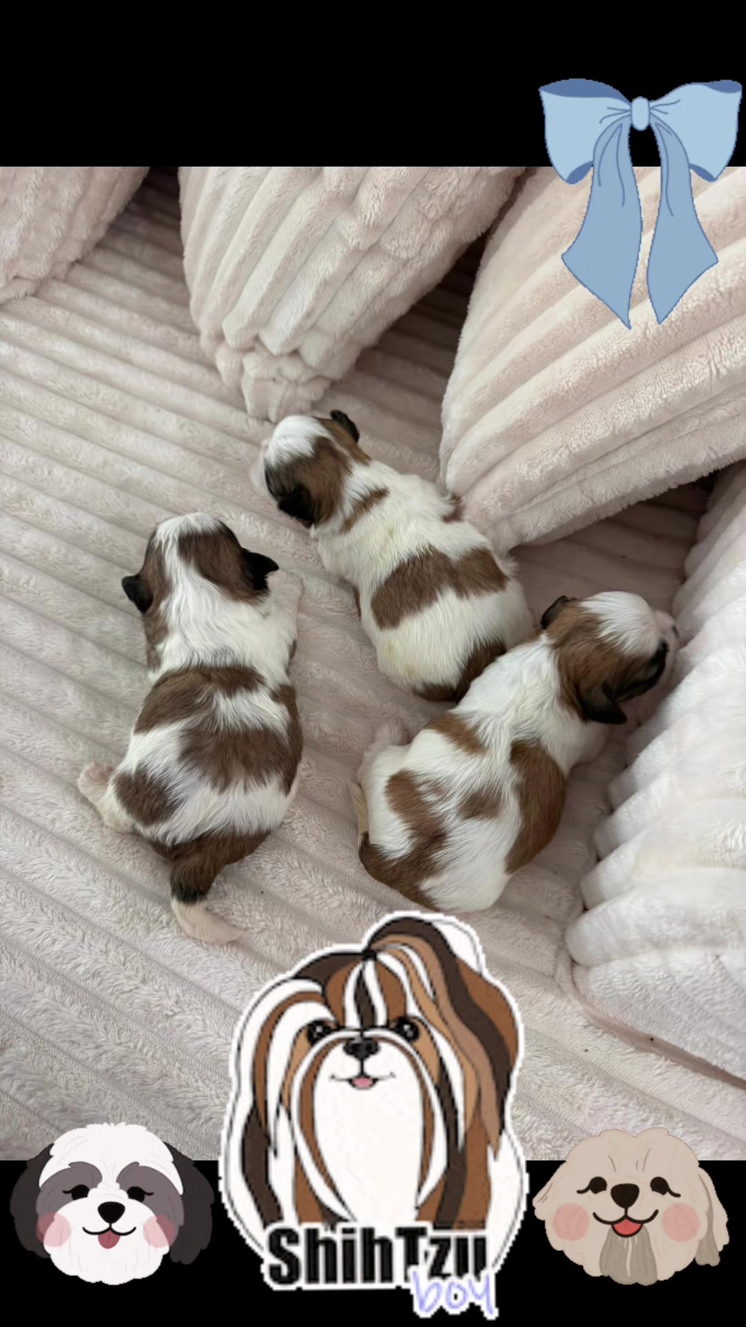 @A.PAWS🐕🐾