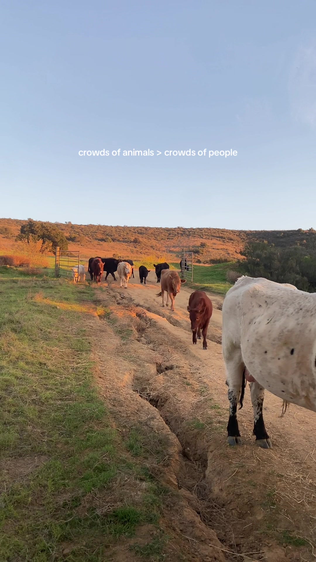 @myranchdiary